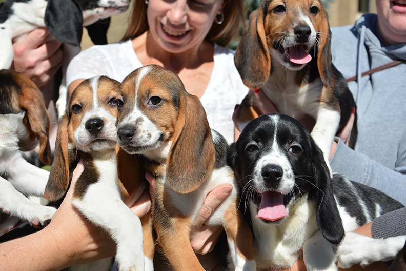 Test tube puppies