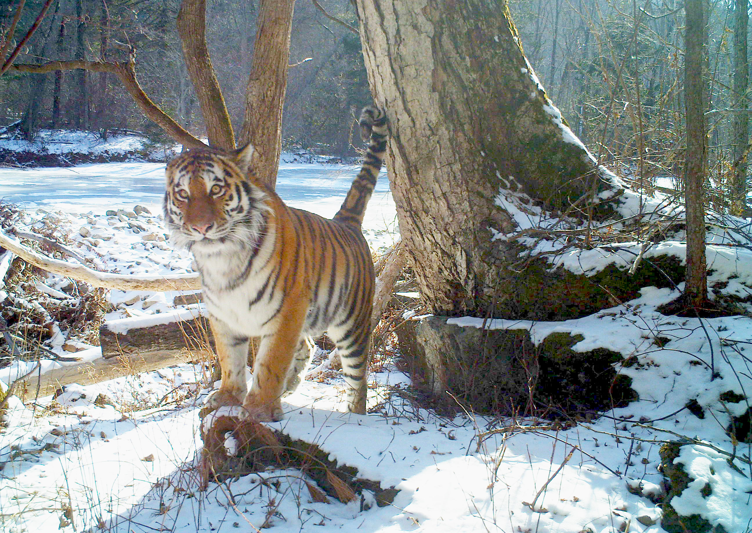 Wild Amur tiger in snowy landscape