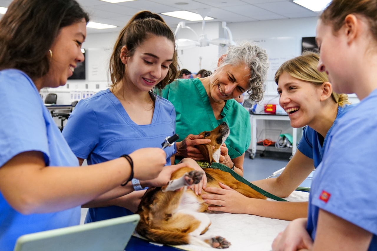 students and teacher examining a dog together