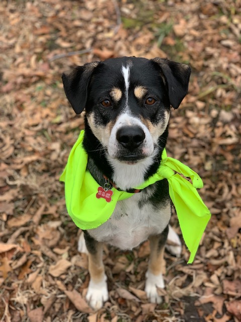 A brown and white dog seated in fall leaves, wearing a bright green bandana