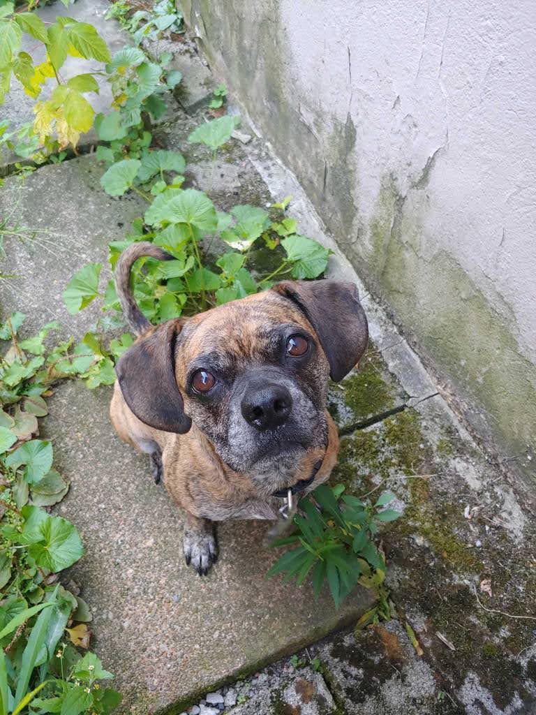 A brindle coat mixed breed dog sitting on a patio stone looking up at the camera