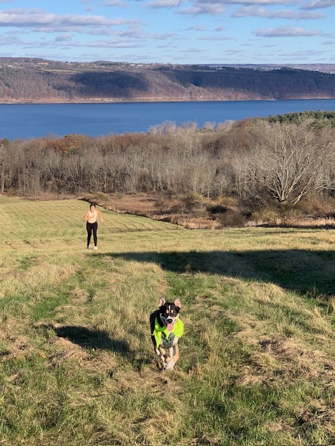 A dog wearing a bright green bandana running across the field, followed by its owner, with Cayuga Lake in the background