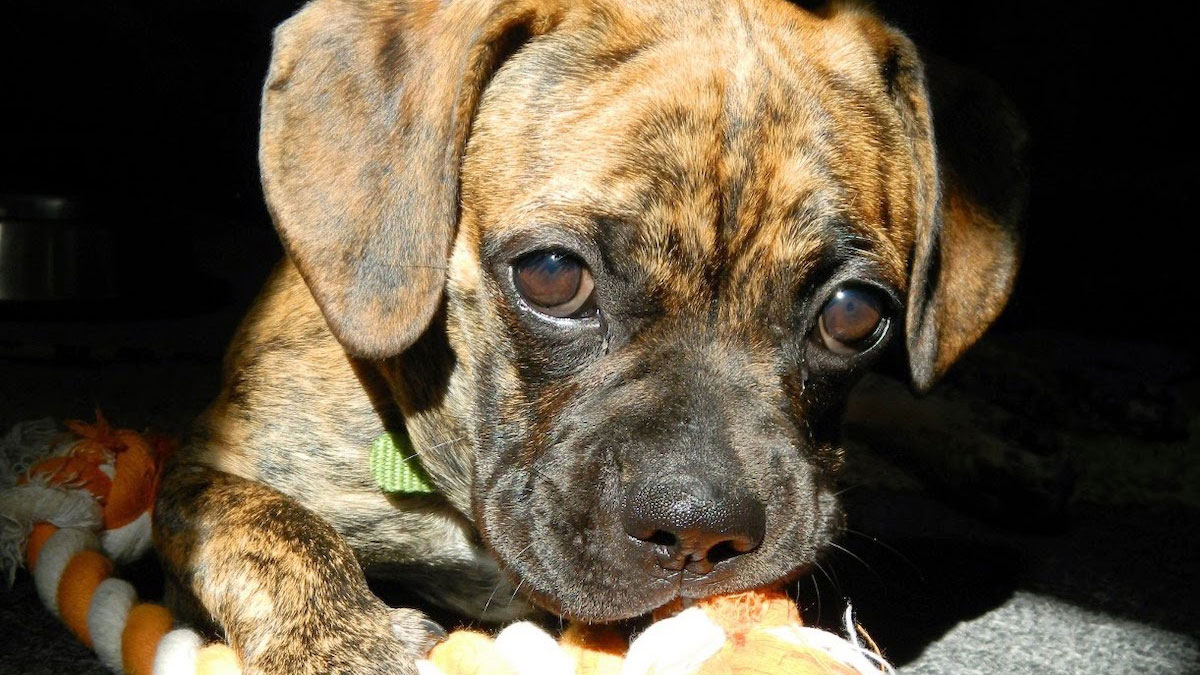 A brindle coat mixed breed dog surrounded by shadow, sitting in a window's sunlight with a rope toy between its paws