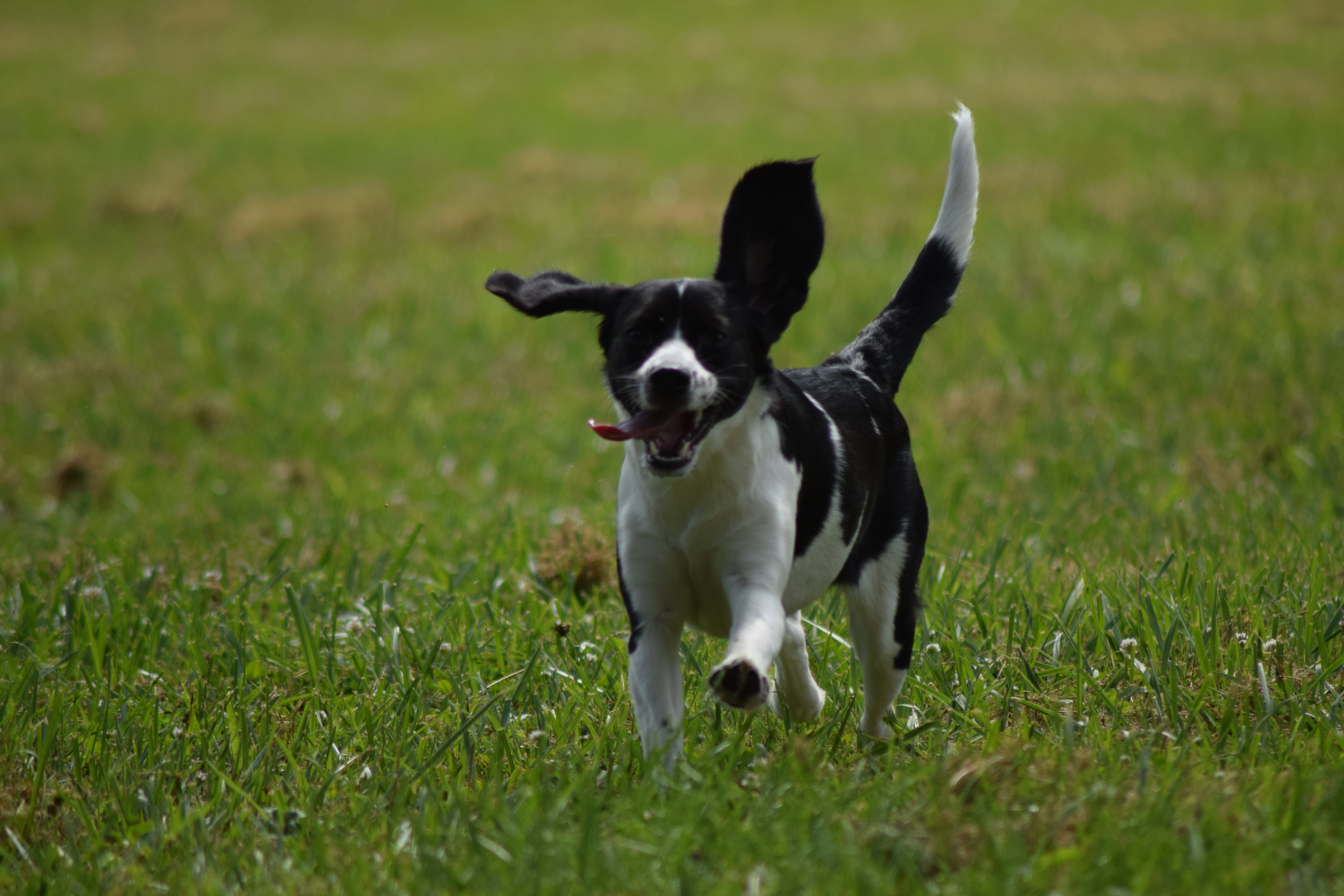 Ivy the IVF dog