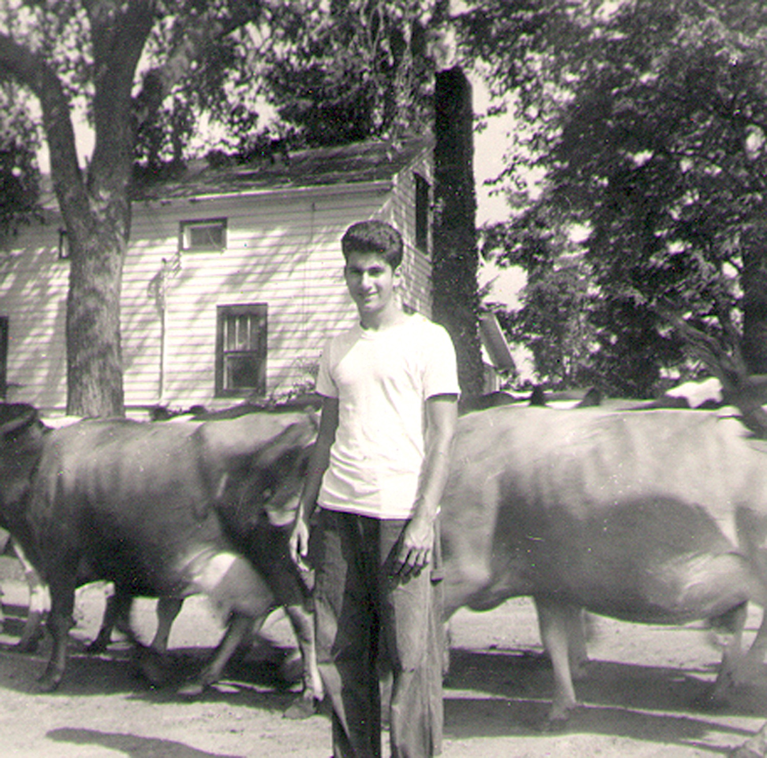 JMWard dairy farm 1960s
