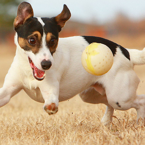 jack russell terrier with ball