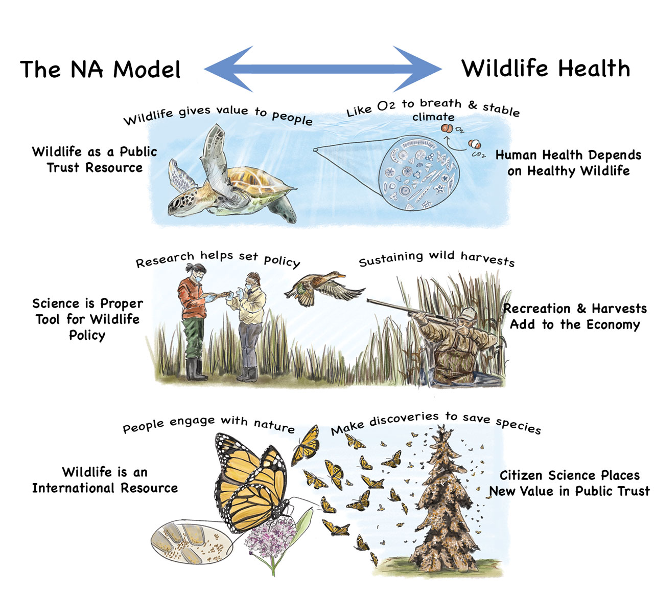 Laura Donohue's illustration of wildlife interaction