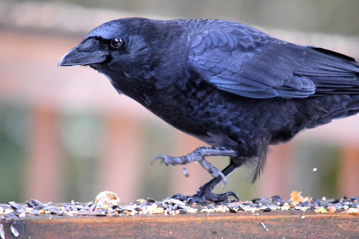 An American crow walks along a railing covered in bird seed