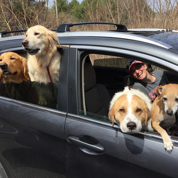 Jodie with a car full of dogs
