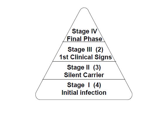 Figure 1. For each animal detected in Stage IV, two animals are hypothesized in Stage III, three are in Stage II and four are in Stage I.