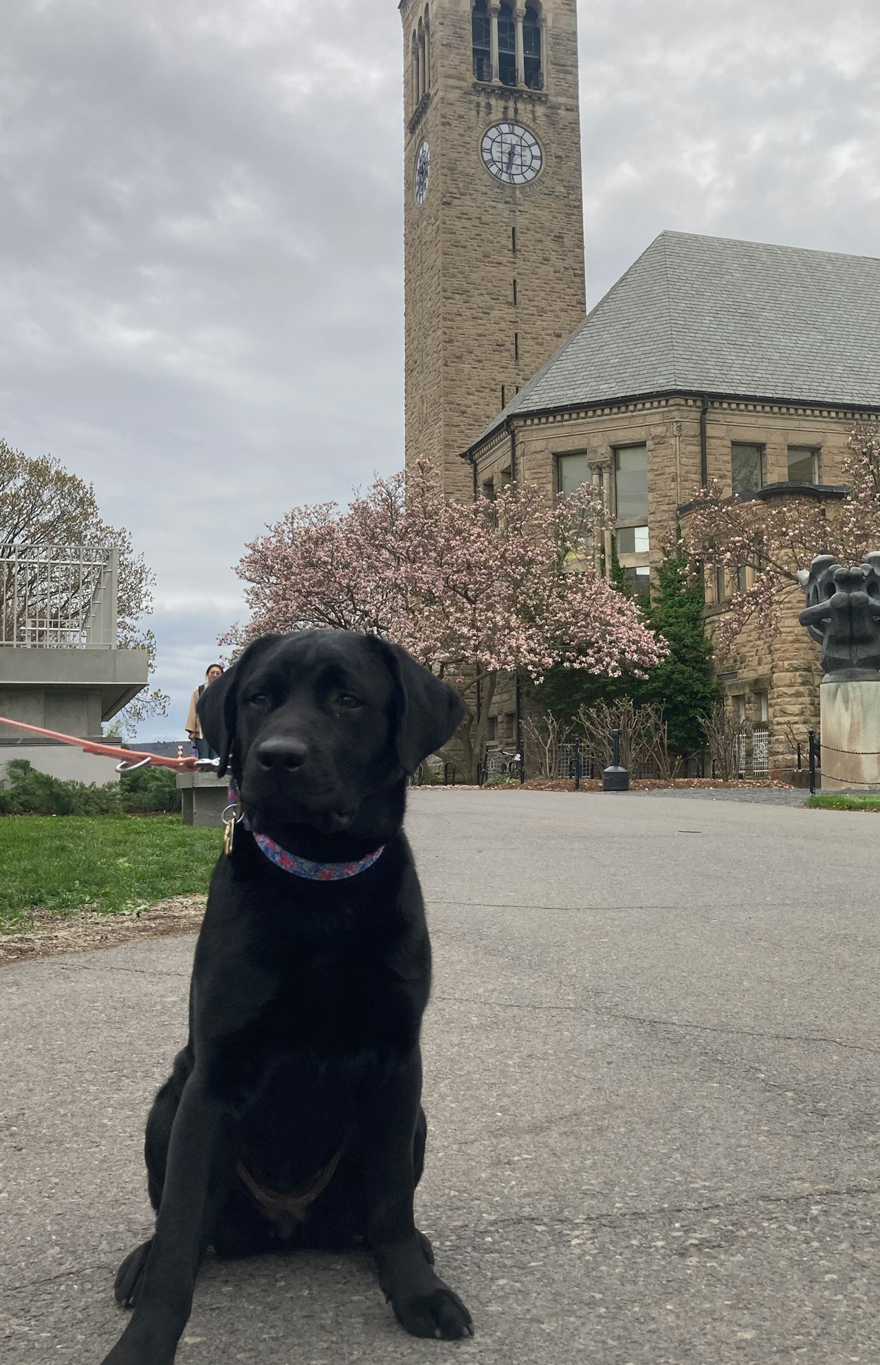A black Labrador seated in front of the Cornell tower