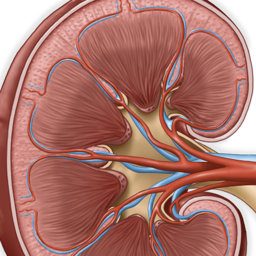 Anatomical drawing of a kidney