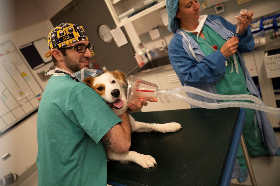 Veterinary techs-in-training benefit from Cornell's unique caseload | Cornell  University College of Veterinary Medicine