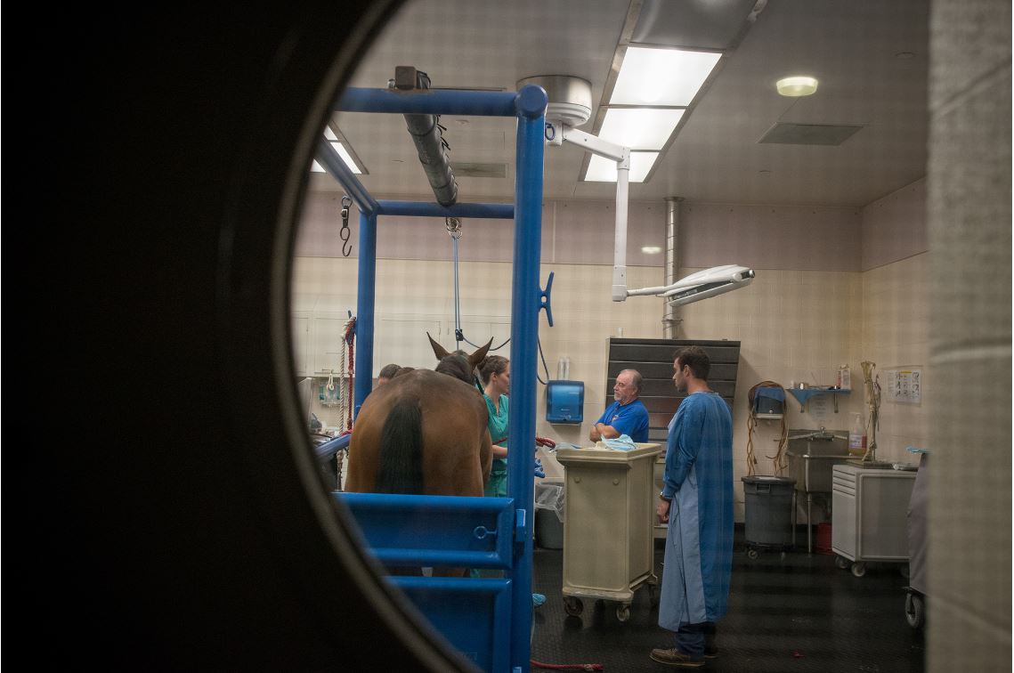 a shot through a door to an equine surgery