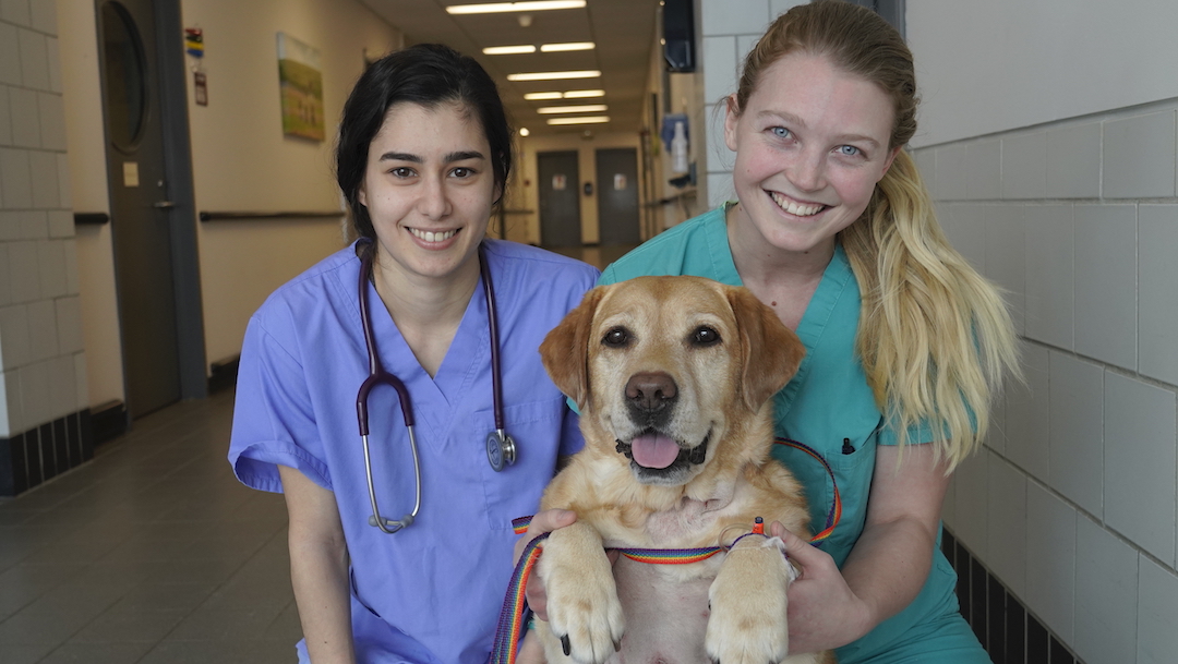 A student and an LVT pose with a yellow Lab patient inside the Cornell University Hospital for Animals