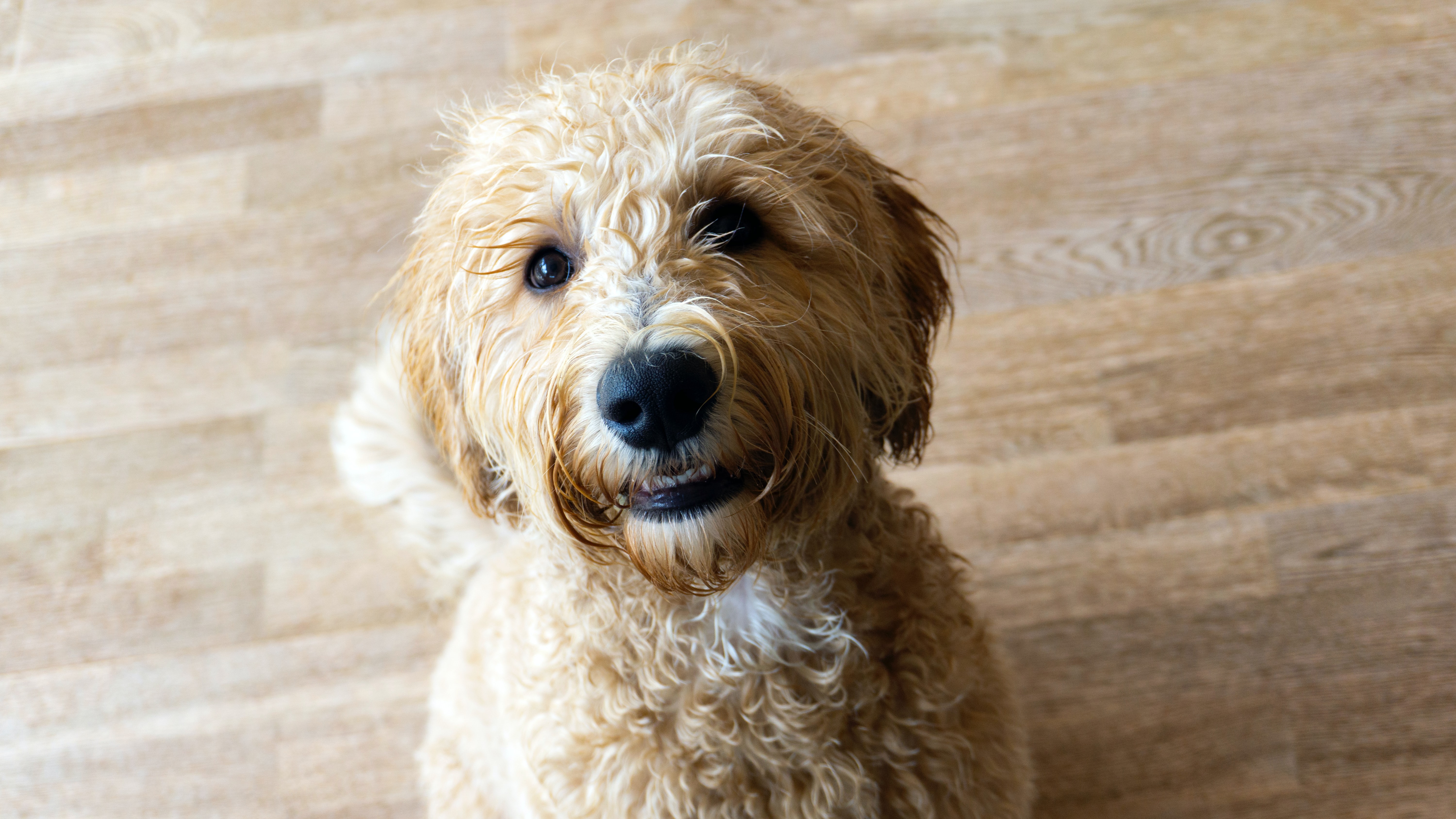 https://www.vet.cornell.edu/sites/default/files/Labradoodle.todd-mittens.stockviaunsplash.jpg