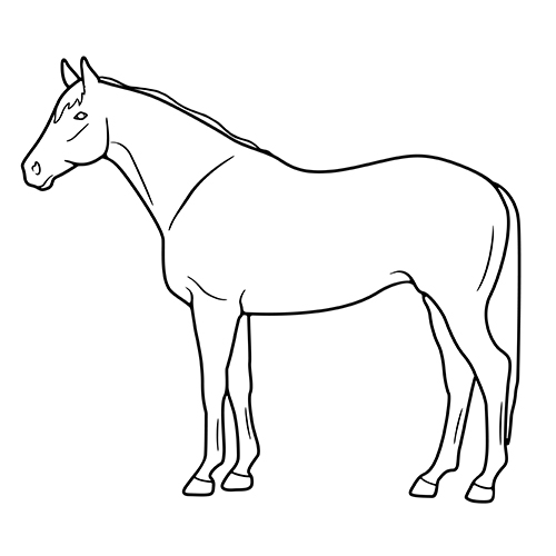 Outline of a horse