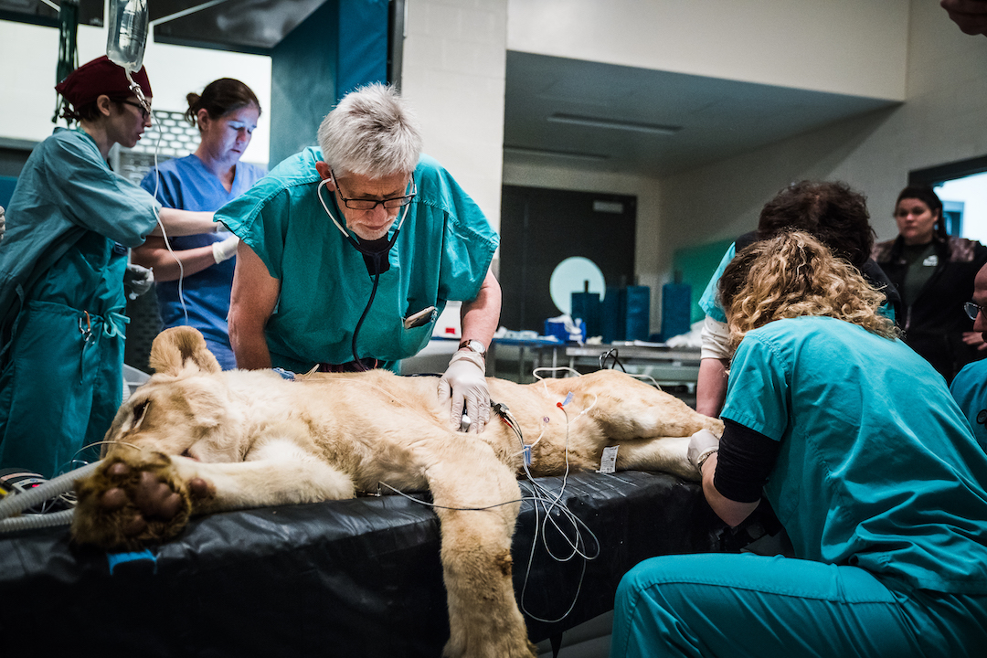 A lioness is examined in preparation for a CT scan at Cornell Vet