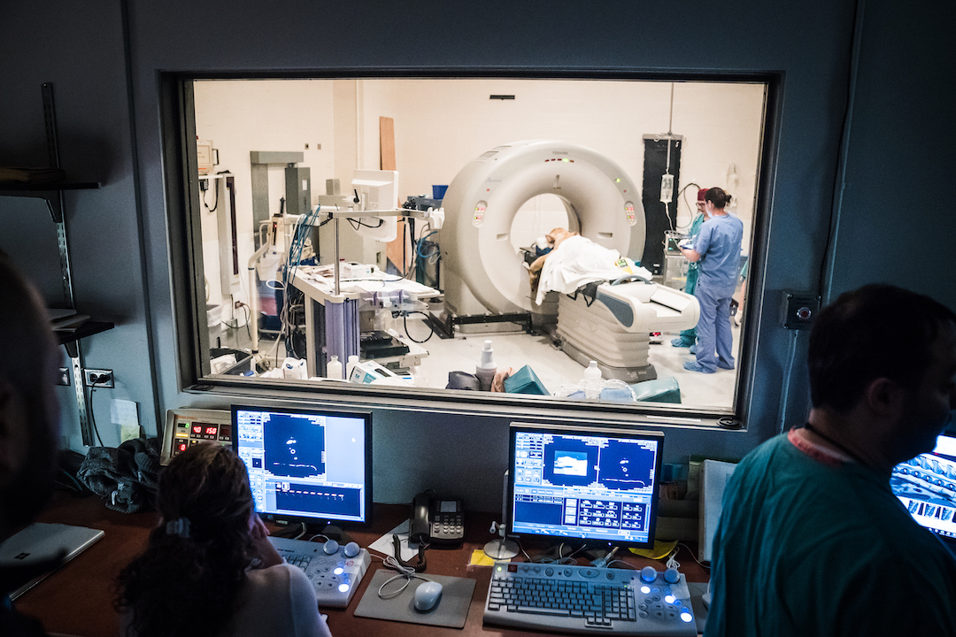 A zoomed-out view of the lion in the CT scan at Cornell Vet