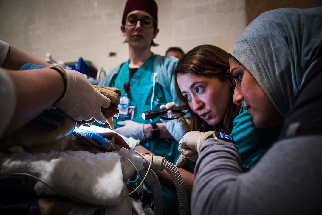 A lioness has her teeth examined at Cornell Vet