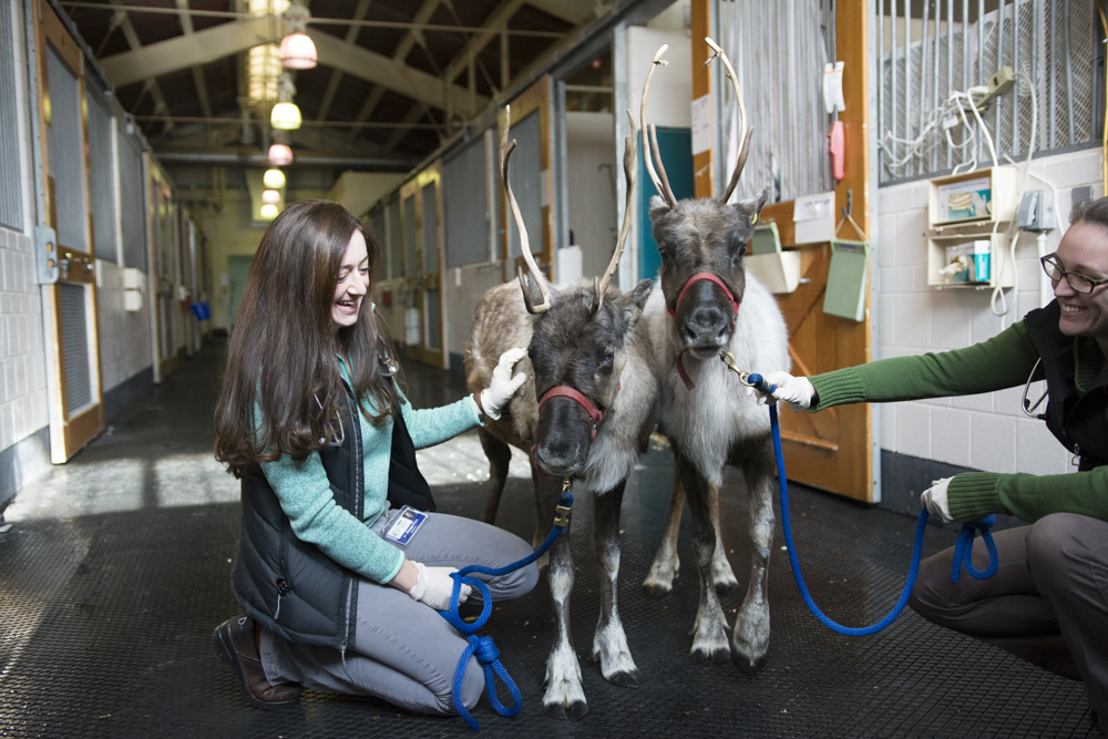 Little Buddy and Moose with Dr. Melissa Fenn