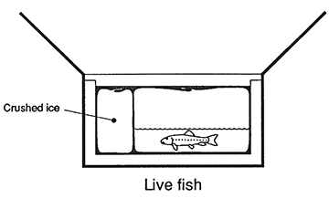 diagram of how to package a live fish specimen