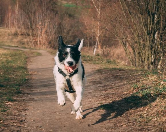 dog running down a path