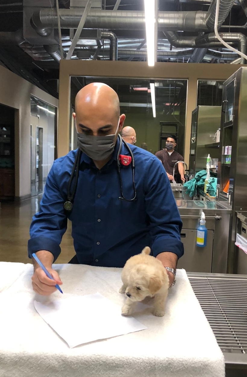 Dr. Lopez in a mask examining a small white dog