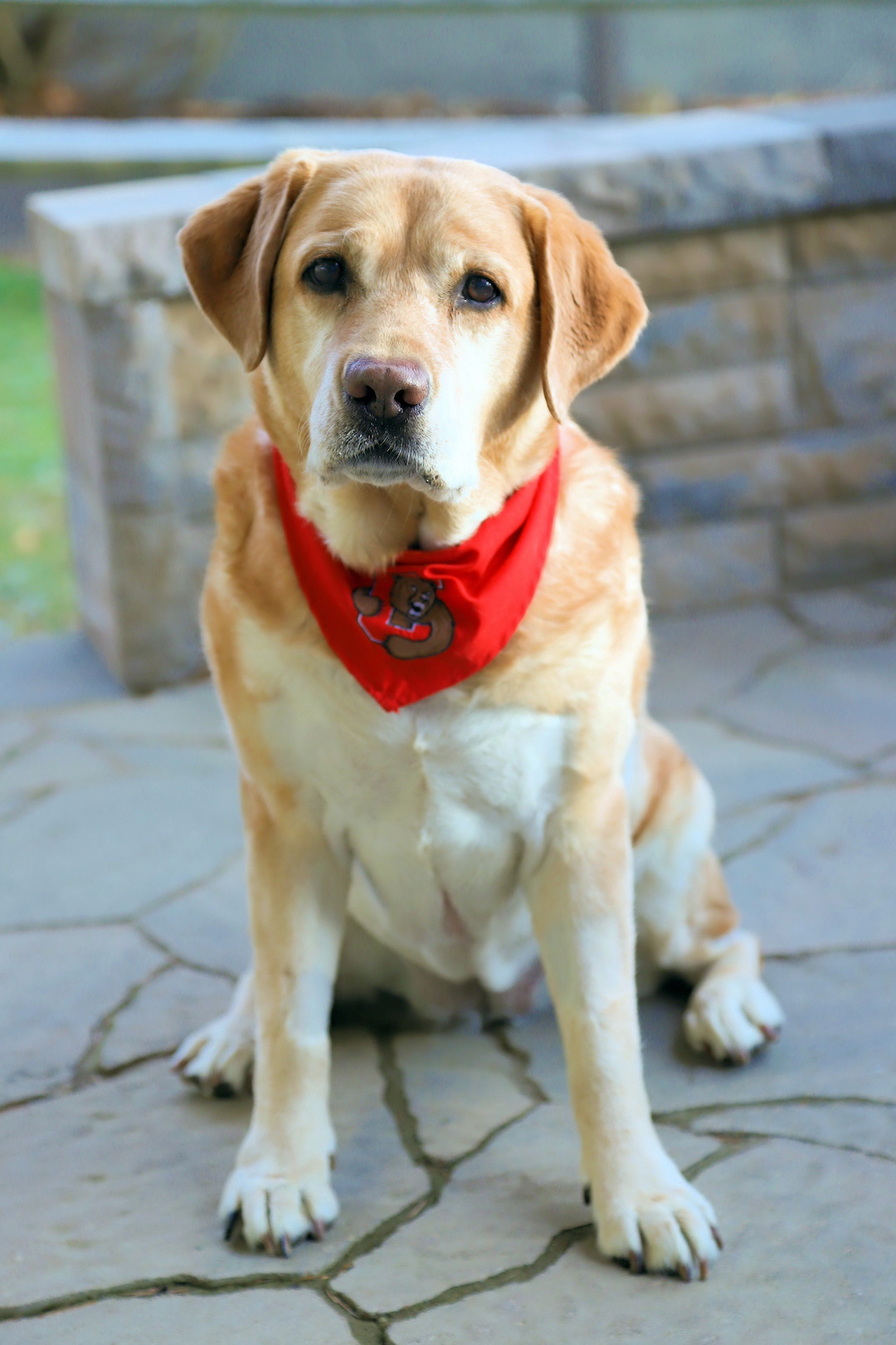 A Labrador retriever wearing a Cornell red bandana, sitting in front of a stone garden