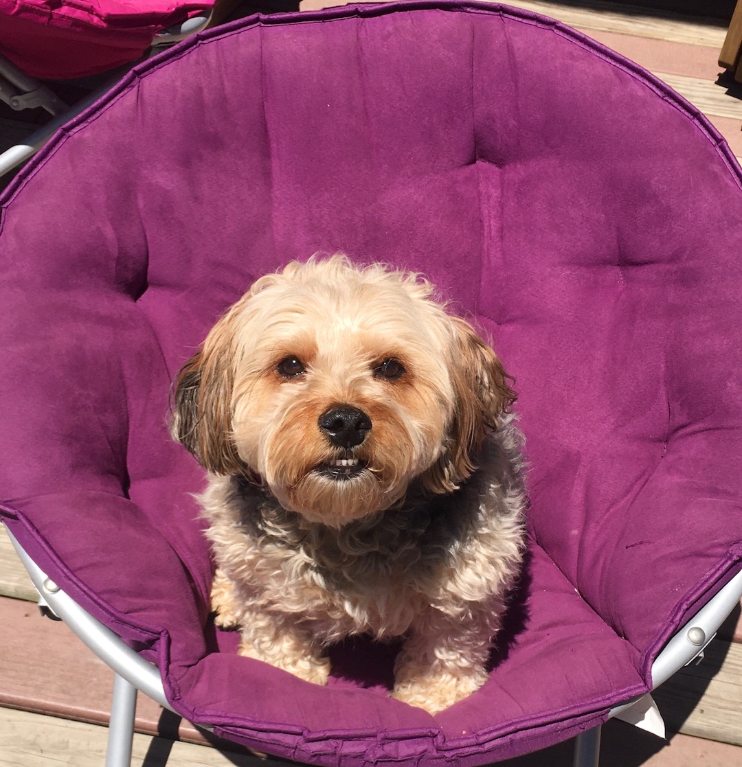 A small, long-haired white dog seated in a round purple chair in the sun
