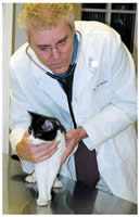 feline lung exam