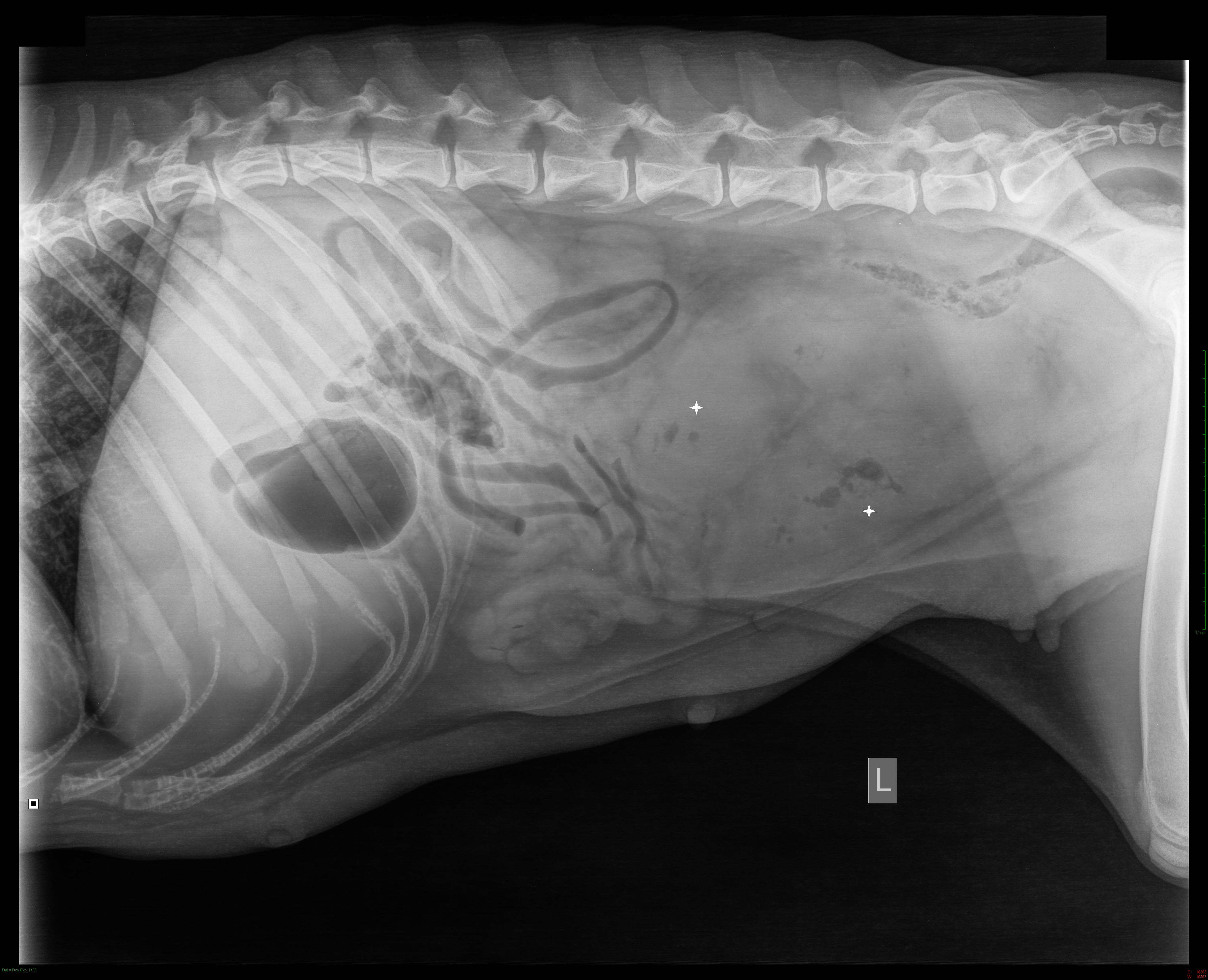 radiograph of dog abdomen showing placenta percreta