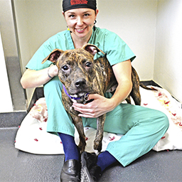 Vet sitting on the ground with pitbull