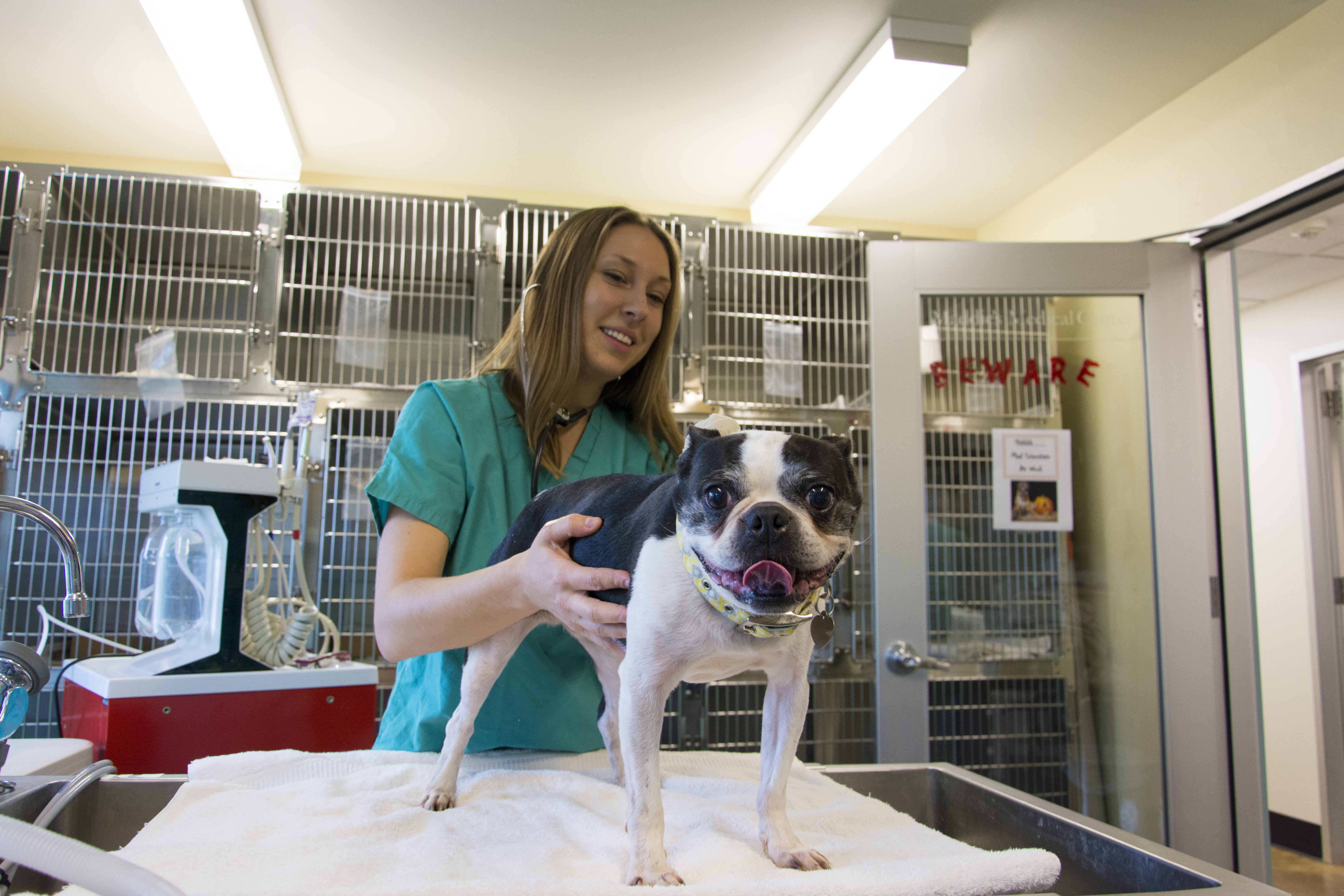 Wiederhold Foundation continues support for Cornell's shelter, conservation  medicine programs | Cornell University College of Veterinary Medicine