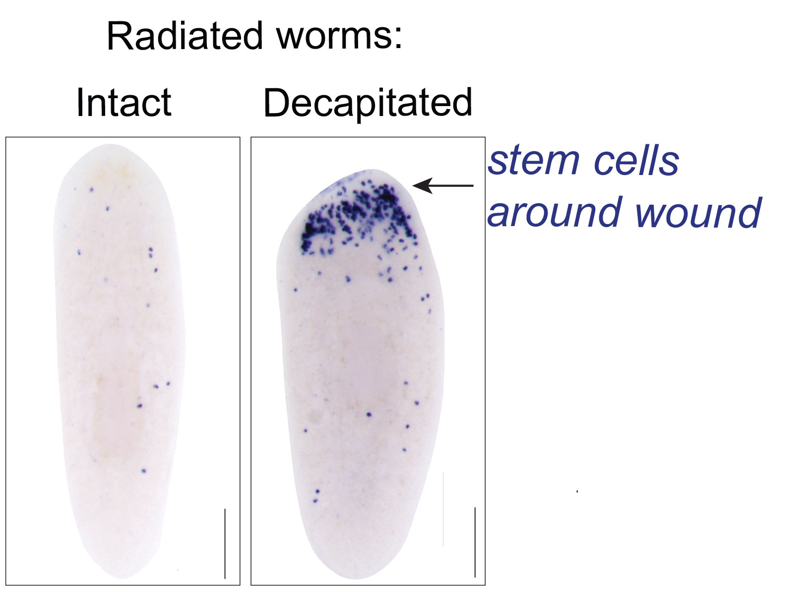 Main result from the publication that shows stem cells gathering around the site of injury