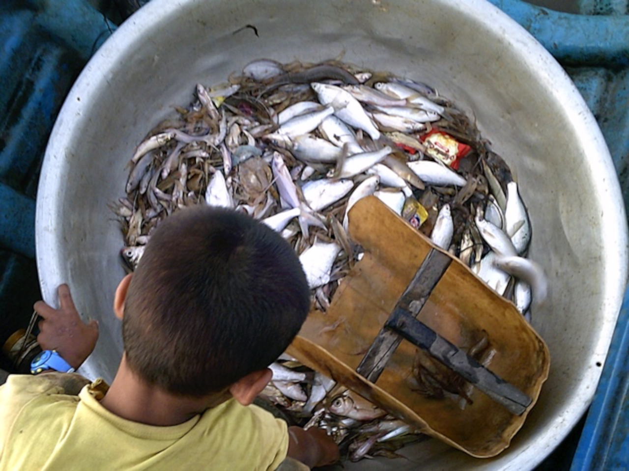 Fish in a bucket