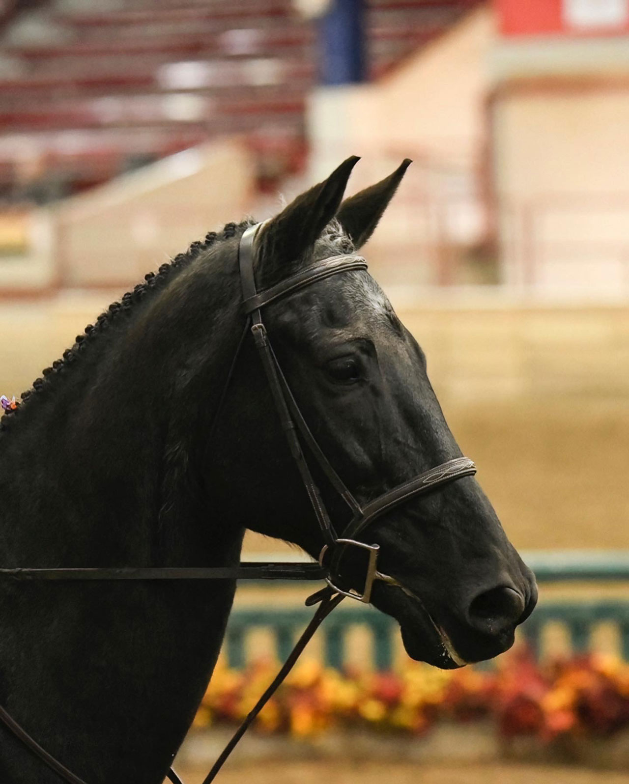 Markee, a draft horse, in profile