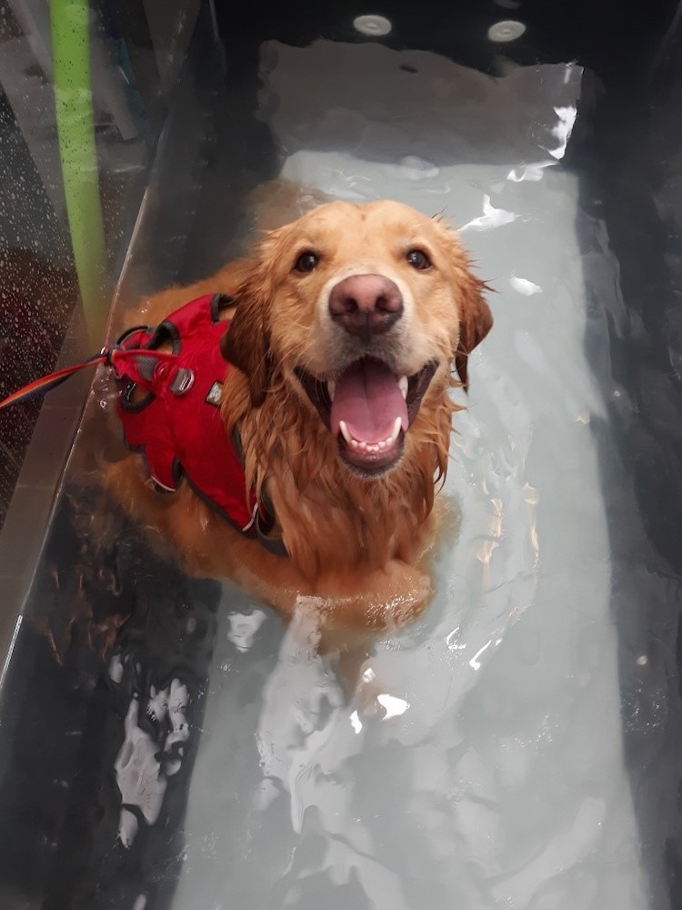 A golden retriever sitting up in a water treadmill wearing a large red harness and staring at the camera