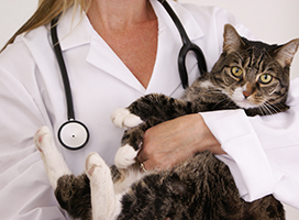 Tabby held by vet