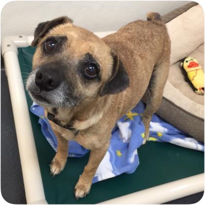 A terrier mix looks up curiously at the camera, standing on its dog bed at an animal shelter