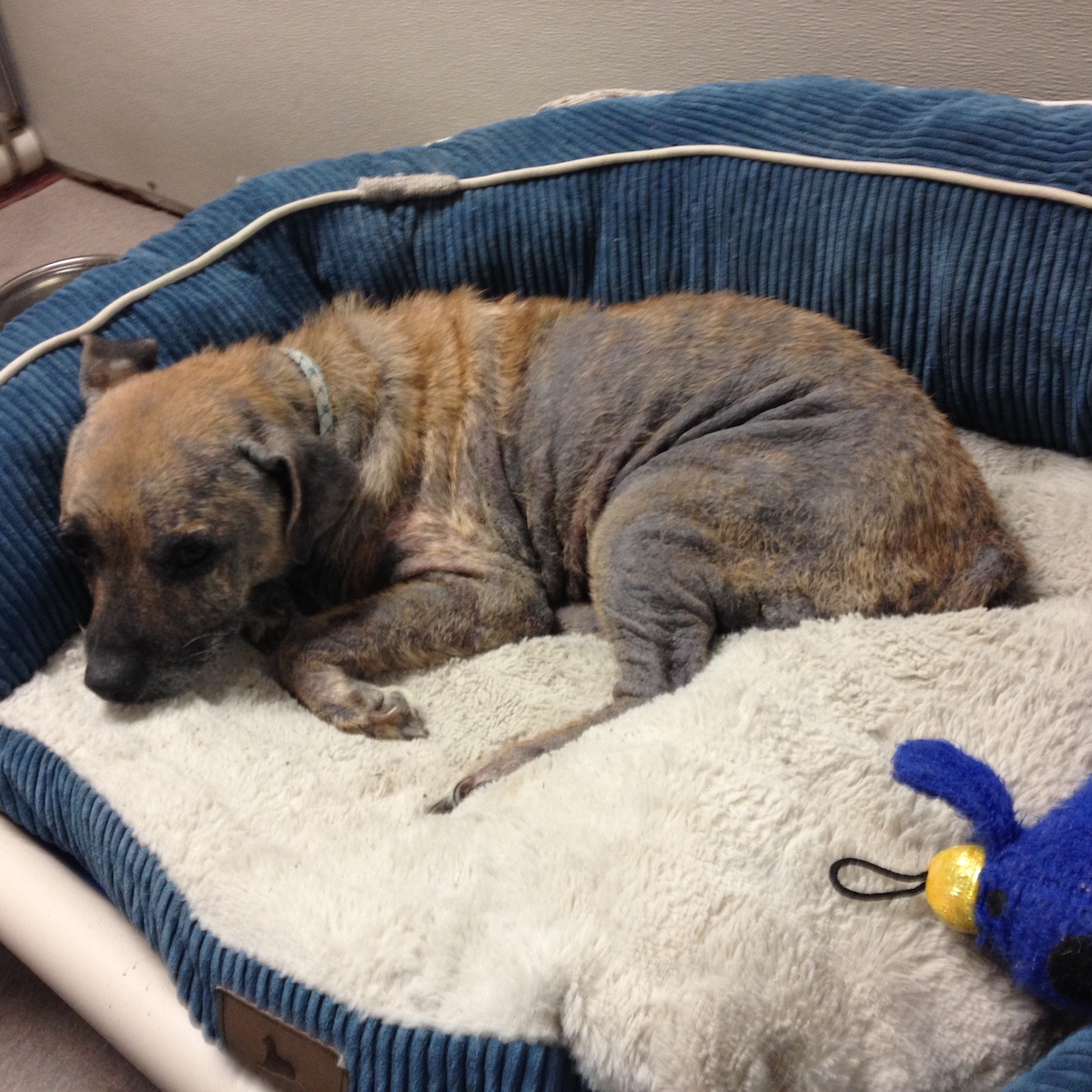 A small terrier mix afflicted by mange sleeps on a dog bed in an animal shelter