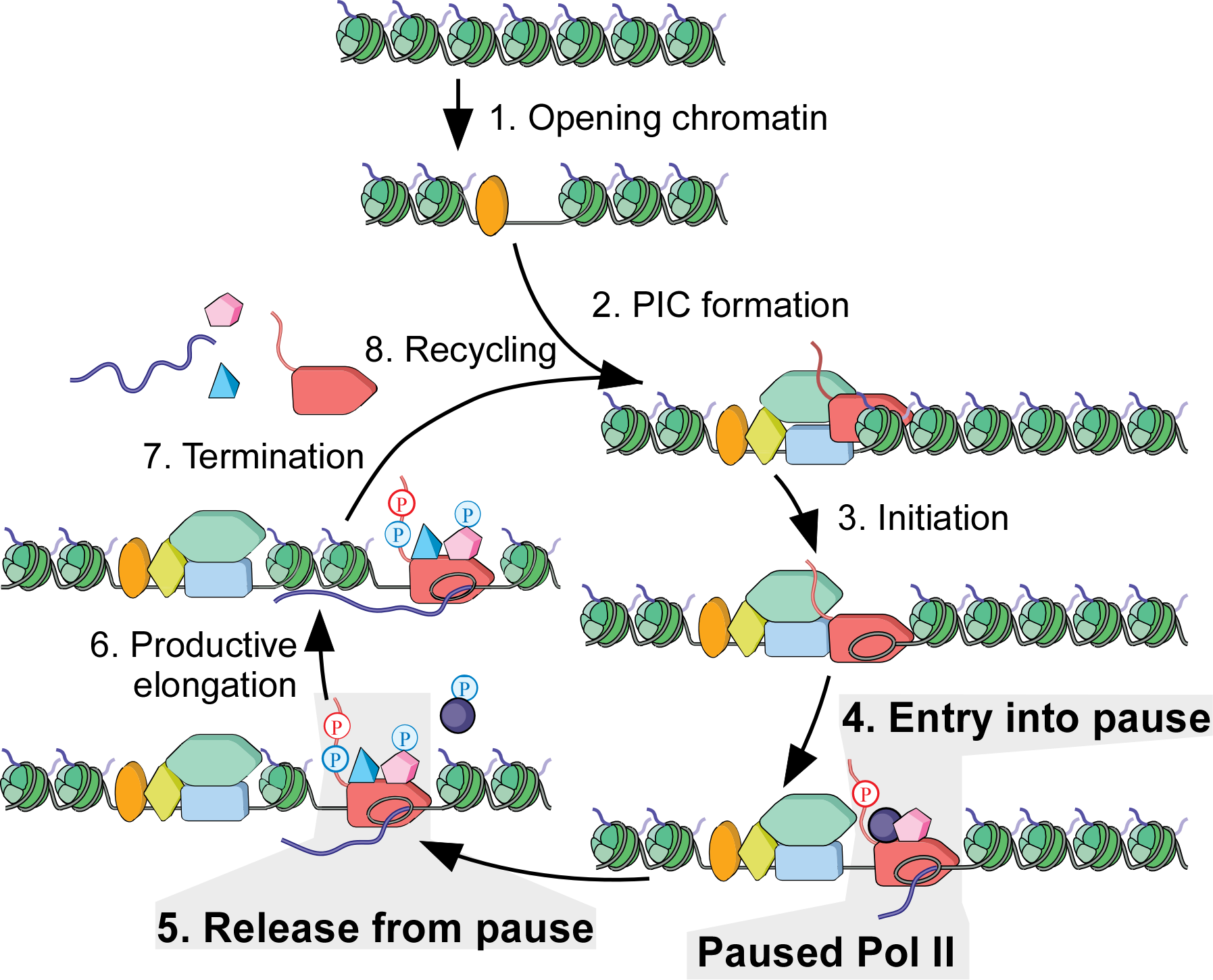Transcription Pause Focus of NASA Grant