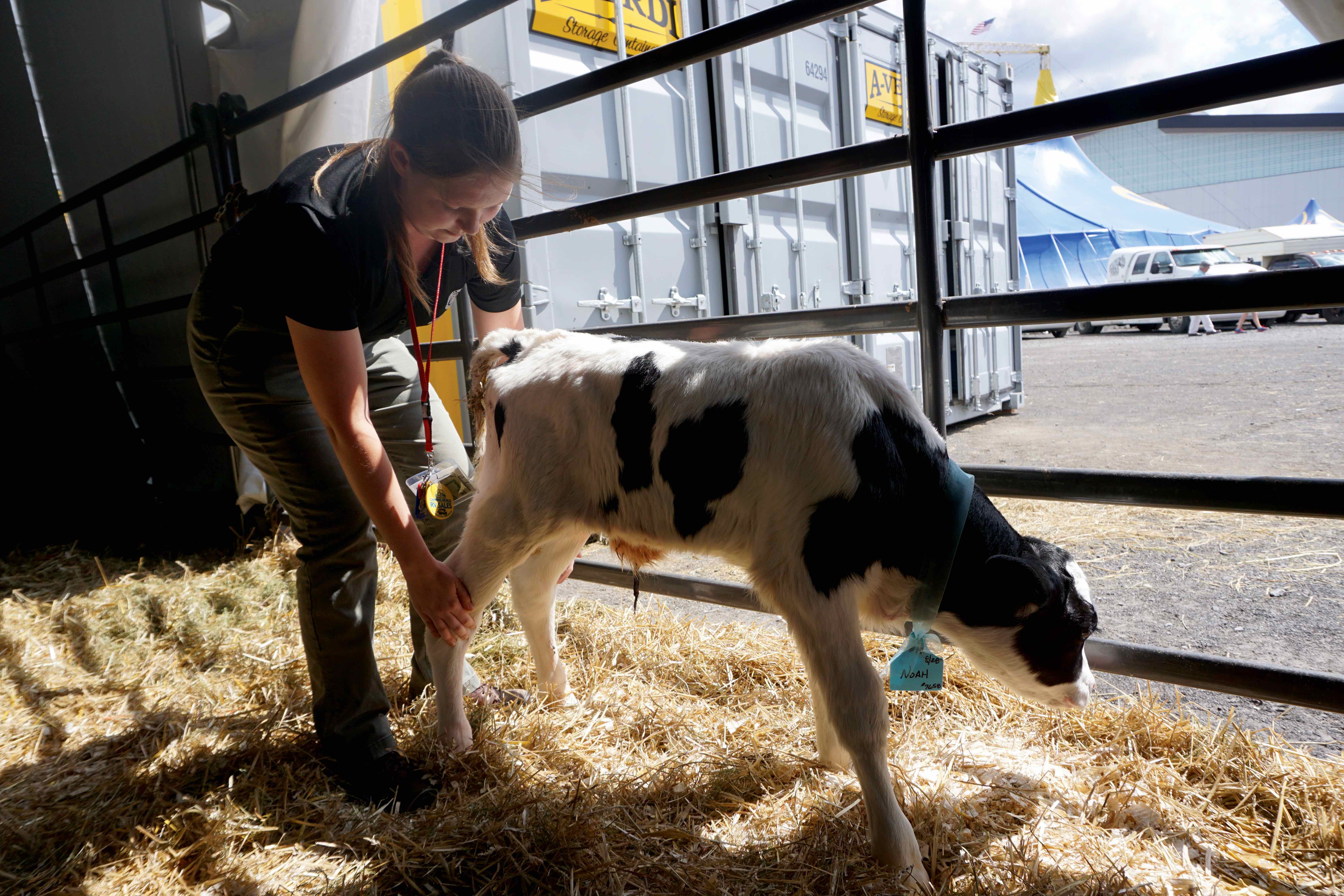 Dr. Rachelle Thompson examines a newborn calf