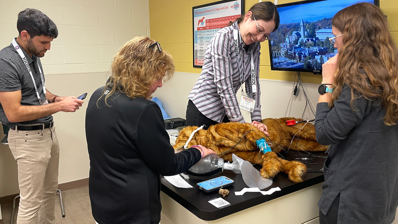 A veterinarian performs chest compressions on a model dog while three others observe