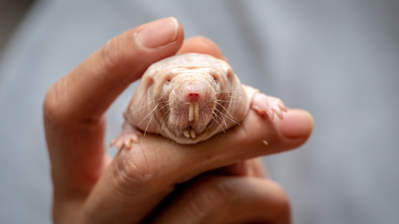 A naked mole rat held in a hand