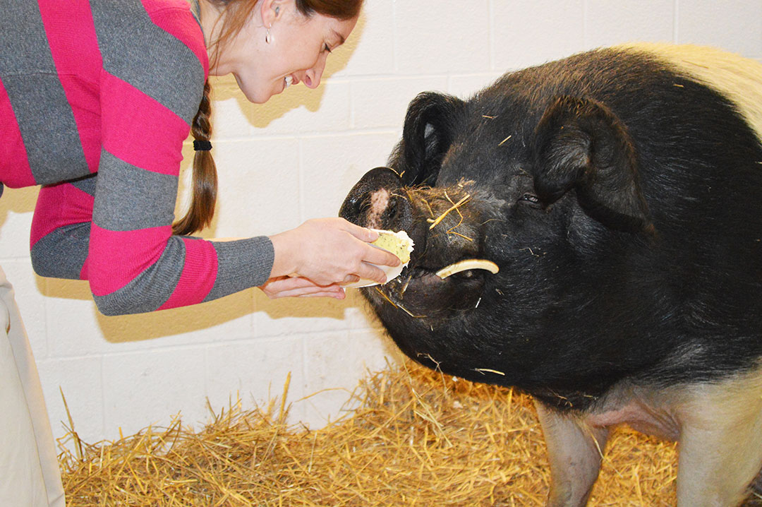 Hampshire pig in veterinary stall