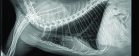 Xray of asthmatic cat