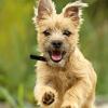 On National Puppy Day, how Baker Institute scientists are helping dogs