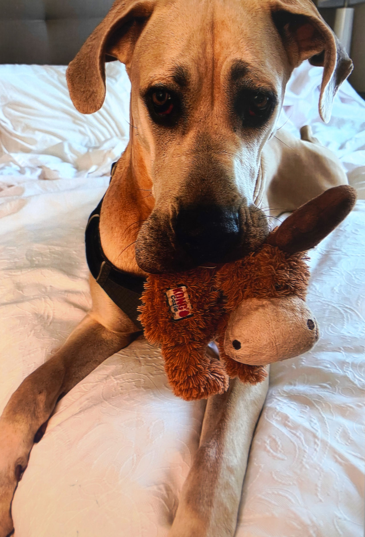 Nittany at home with a stuffed toy in her mouth