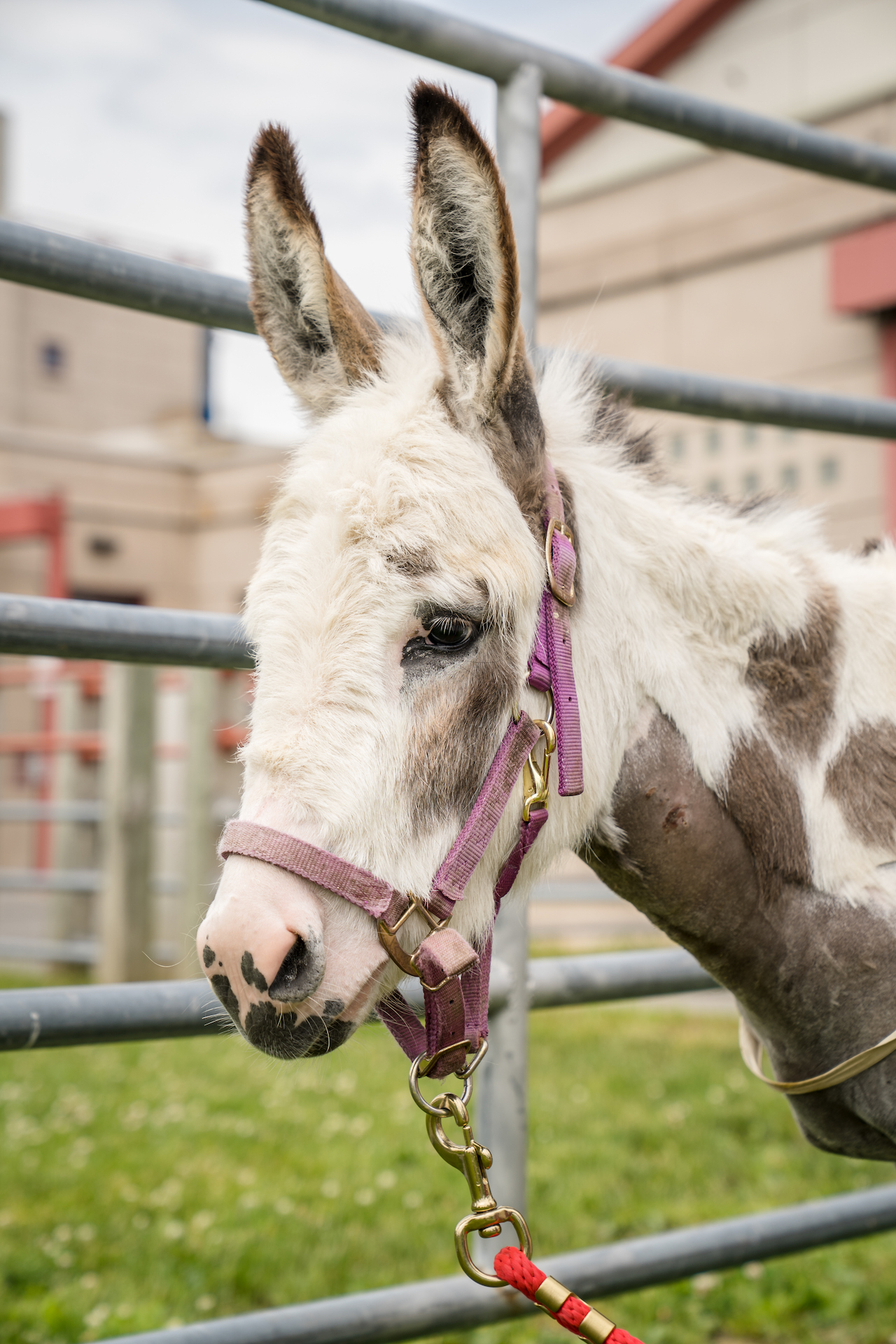 Profile of a white and brown miniature donkey